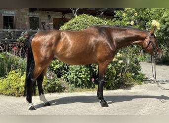 Hannoveriano, Caballo castrado, 6 años, 174 cm, Castaño