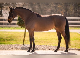 Hannoveriano, Caballo castrado, 6 años, 174 cm, Castaño oscuro