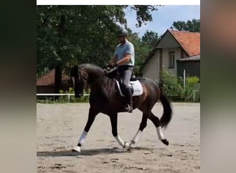 Hannoveriano, Caballo castrado, 6 años, 174 cm, Castaño oscuro