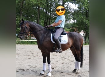 Hannoveriano, Caballo castrado, 6 años, 174 cm, Castaño oscuro