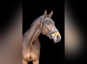 Hannoveriano, Caballo castrado, 6 años, 174 cm, Castaño oscuro