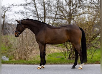 Hannoveriano, Caballo castrado, 6 años, 174 cm, Castaño oscuro