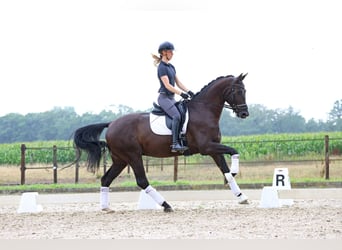 Hannoveriano, Caballo castrado, 6 años, 174 cm, Negro