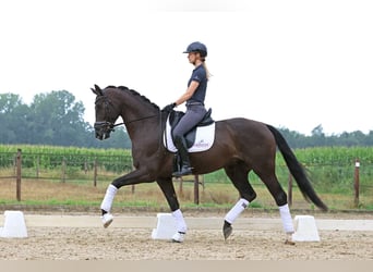 Hannoveriano, Caballo castrado, 6 años, 174 cm, Negro