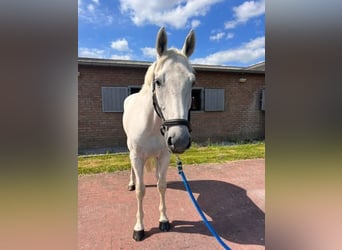 Hannoveriano, Caballo castrado, 6 años, 174 cm, White/Blanco