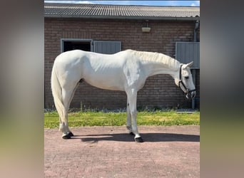 Hannoveriano, Caballo castrado, 6 años, 174 cm, White/Blanco