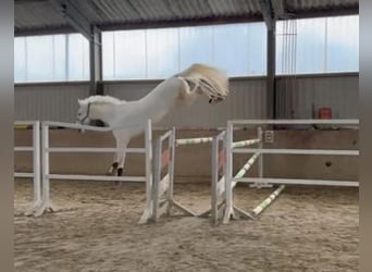 Hannoveriano, Caballo castrado, 6 años, 174 cm, White/Blanco