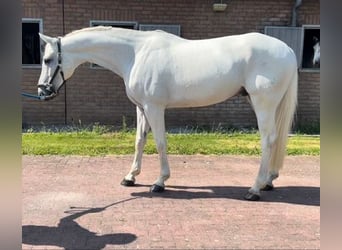 Hannoveriano, Caballo castrado, 6 años, 174 cm, White/Blanco