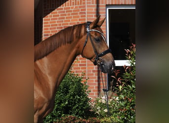 Hannoveriano, Caballo castrado, 6 años, 175 cm, Alazán