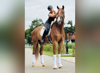 Hannoveriano, Caballo castrado, 6 años, 175 cm, Alazán