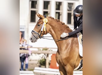 Hannoveriano, Caballo castrado, 6 años, 175 cm, Alazán