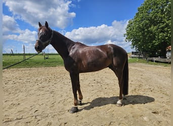 Hannoveriano, Caballo castrado, 6 años, 175 cm, Alazán-tostado