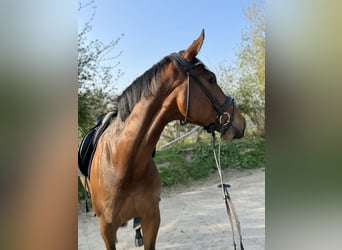Hannoveriano, Caballo castrado, 6 años, 175 cm, Castaño