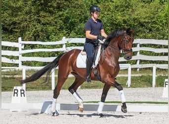 Hannoveriano, Caballo castrado, 6 años, 175 cm, Castaño