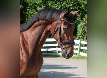 Hannoveriano, Caballo castrado, 6 años, 175 cm, Castaño