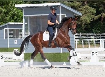 Hannoveriano, Caballo castrado, 6 años, 175 cm, Castaño