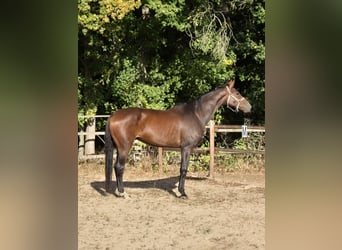 Hannoveriano, Caballo castrado, 6 años, 175 cm, Castaño oscuro