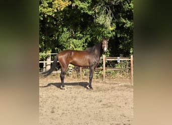 Hannoveriano, Caballo castrado, 6 años, 175 cm, Castaño oscuro