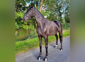 Hannoveriano, Caballo castrado, 6 años, 175 cm, Negro