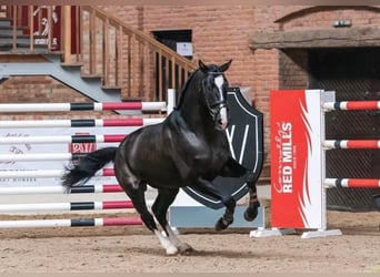 Hannoveriano Mestizo, Caballo castrado, 6 años, 175 cm, Negro