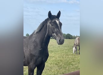 Hannoveriano, Caballo castrado, 6 años, 175 cm, Tordo