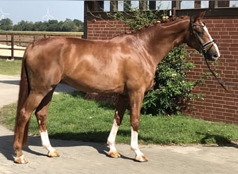 Hannoveriano, Caballo castrado, 6 años, 176 cm, Alazán