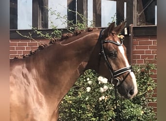 Hannoveriano, Caballo castrado, 6 años, 176 cm, Alazán