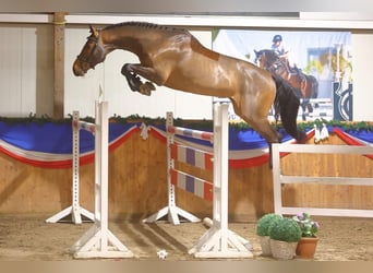 Hannoveriano, Caballo castrado, 6 años, 176 cm, Castaño