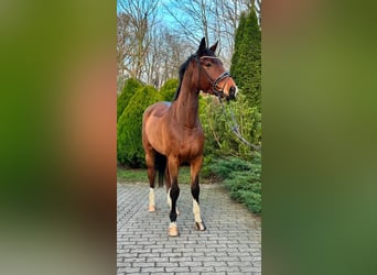 Hannoveriano, Caballo castrado, 6 años, 177 cm