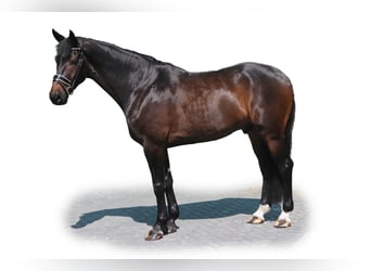 Hannoveriano, Caballo castrado, 6 años, 177 cm, Castaño