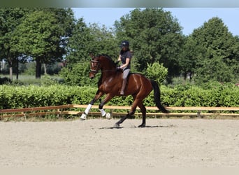Hannoveriano, Caballo castrado, 6 años, 177 cm, Castaño