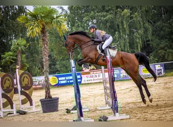 Hannoveriano, Caballo castrado, 6 años, 177 cm, Castaño rojizo