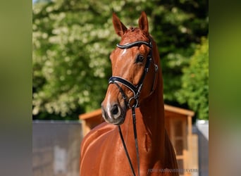 Hannoveriano, Caballo castrado, 6 años, 178 cm, Castaño
