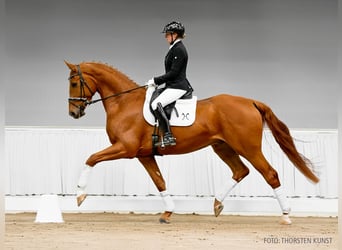 Hannoveriano, Caballo castrado, 6 años, 178 cm, Castaño
