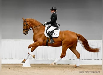 Hannoveriano, Caballo castrado, 6 años, 178 cm, Castaño