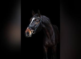 Hannoveriano, Caballo castrado, 6 años, 178 cm, Castaño oscuro