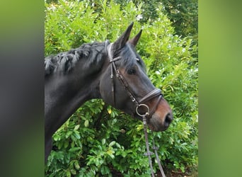 Hannoveriano, Caballo castrado, 6 años, 178 cm, Castaño oscuro