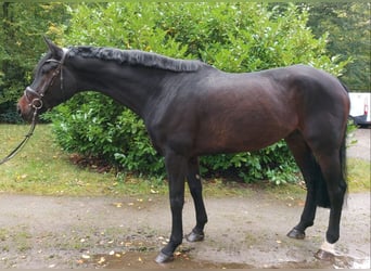 Hannoveriano, Caballo castrado, 6 años, 178 cm, Castaño oscuro