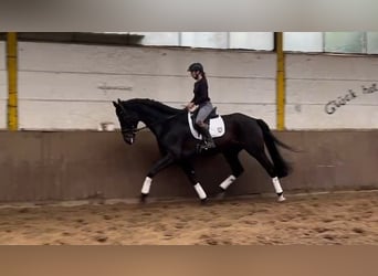 Hannoveriano, Caballo castrado, 6 años, 178 cm, Castaño oscuro