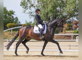 Hannoveriano, Caballo castrado, 6 años, 178 cm, Castaño oscuro