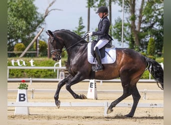 Hannoveriano, Caballo castrado, 6 años, 178 cm, Castaño oscuro