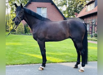 Hannoveriano, Caballo castrado, 6 años, 178 cm, Morcillo