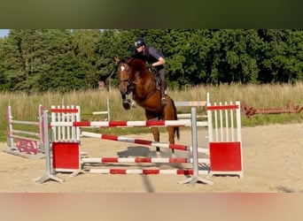 Hannoveriano, Caballo castrado, 6 años, 179 cm