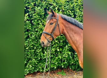 Hannoveriano, Caballo castrado, 6 años, 179 cm