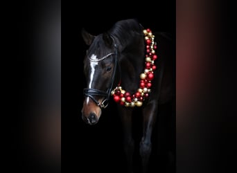 Hannoveriano, Caballo castrado, 6 años, 180 cm, Castaño