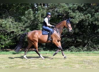 Hannoveriano, Caballo castrado, 6 años, 180 cm, Castaño