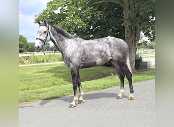 Hannoveriano, Caballo castrado, 6 años, 180 cm, Tordo rodado