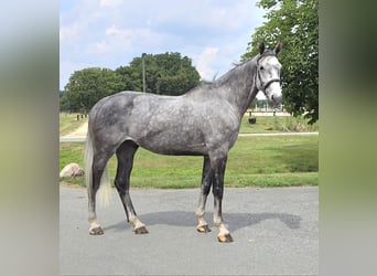 Hannoveriano, Caballo castrado, 6 años, 180 cm, Tordo rodado