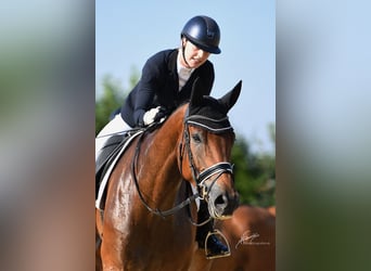 Hannoveriano Mestizo, Caballo castrado, 6 años, 189 cm, Castaño