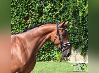 Hannoveriano, Caballo castrado, 7 años, 163 cm, Castaño